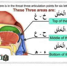 Throatal letters’ locations